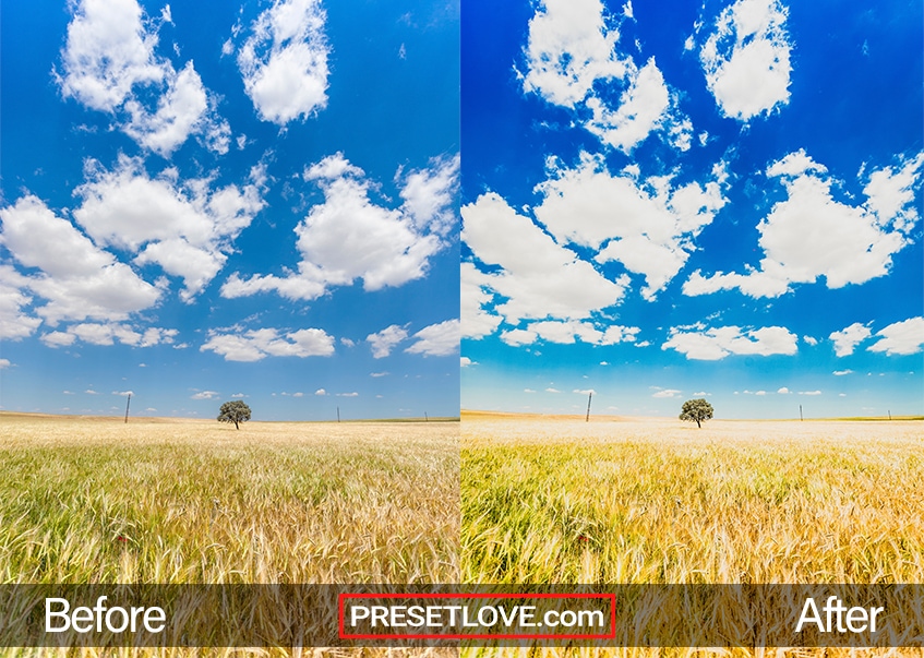 A tree in the middle of a golden field with vivid blue sky