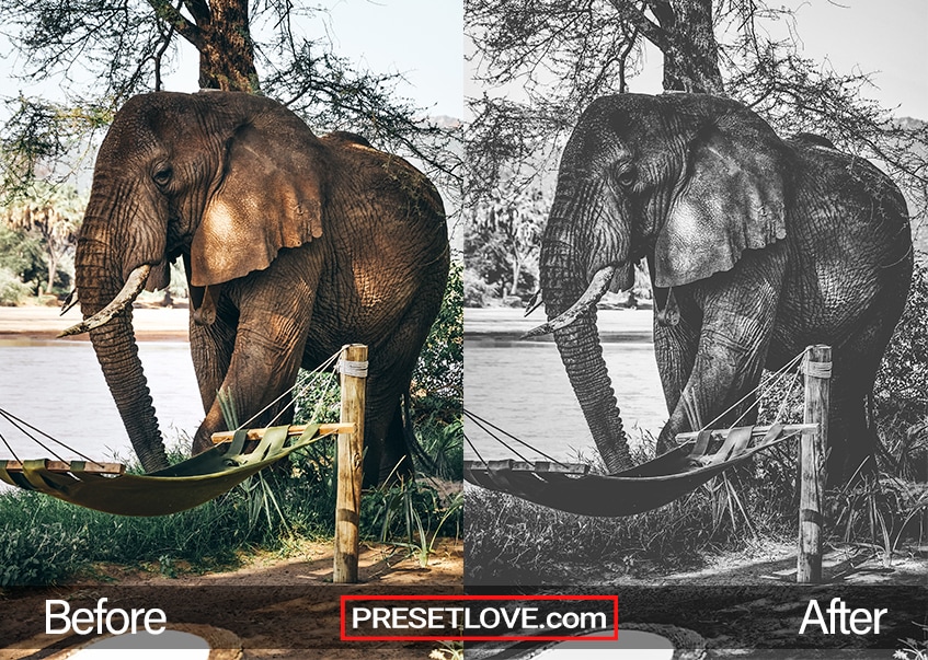 A sharp monochrome image of an elephant