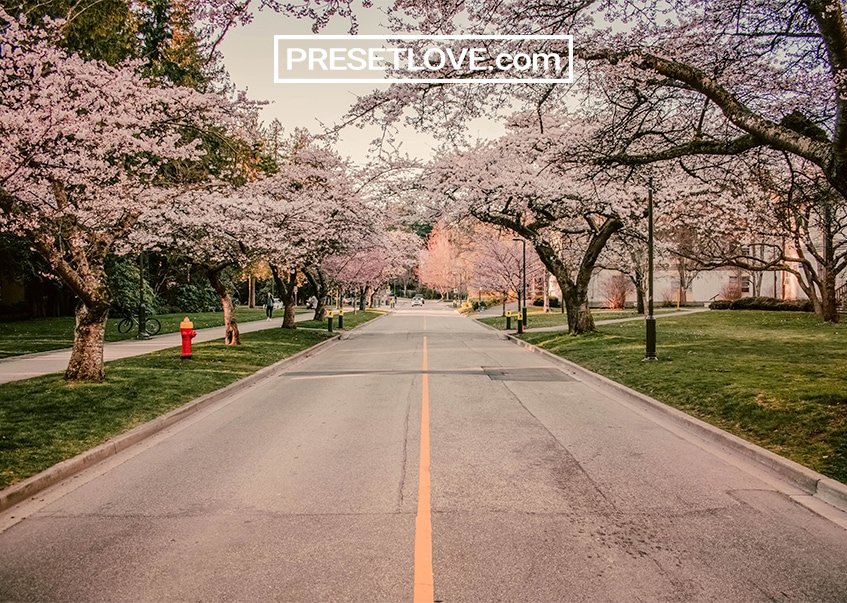 A warm photo of a street lined with flowering trees