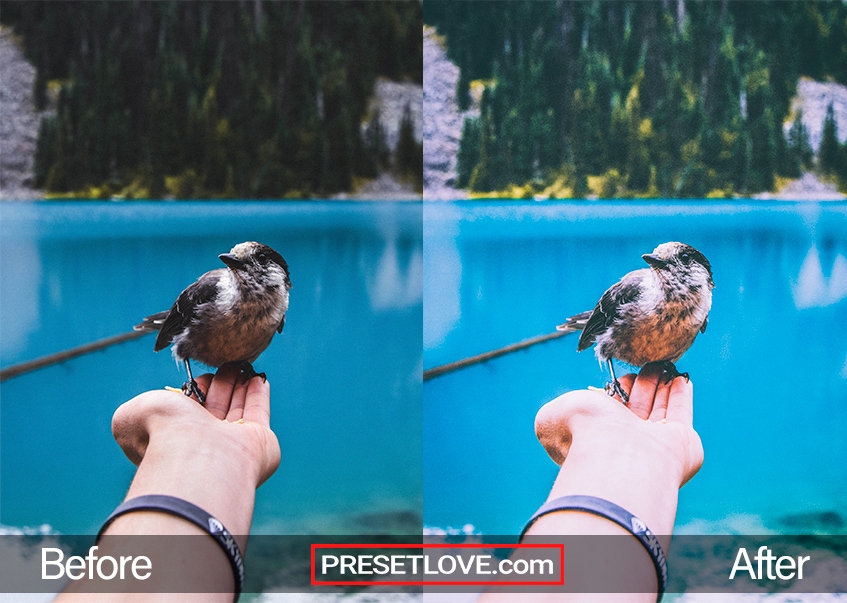 A matte film photo of a bird on someone's hand