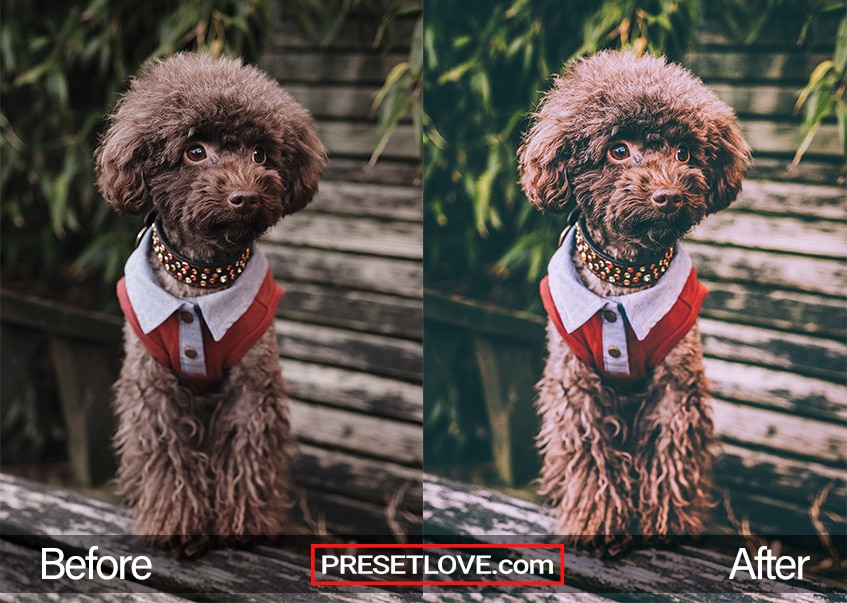 A matte film photo of a furry brown dog wearing a red-collared shirt