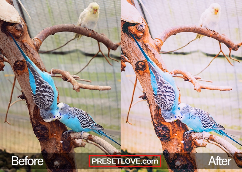 A warm film photo of parakeets perched on a tree branch
