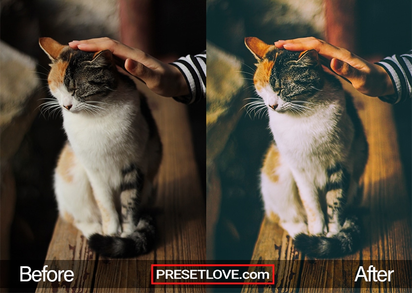 A soft film preset of a calico cat being petted