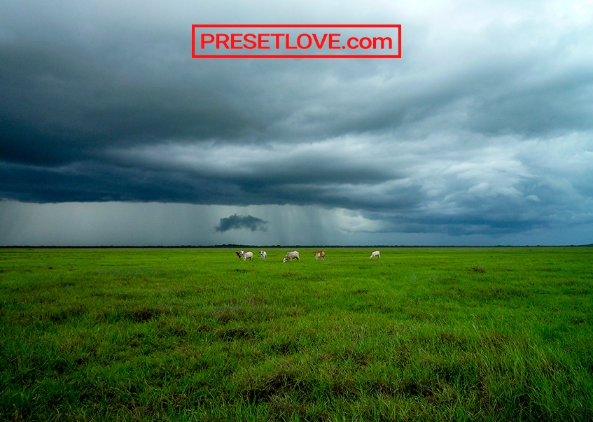 A vibrant photo of a grassland with cattle grazing at the distance