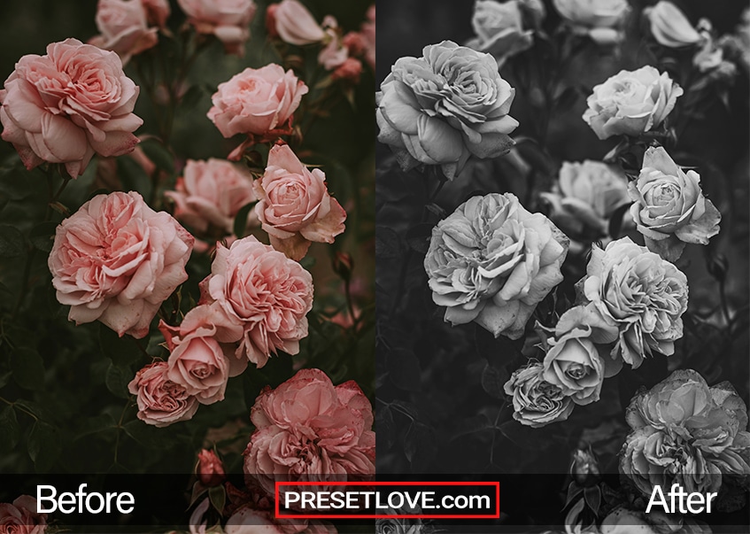 A black and white photo of roses