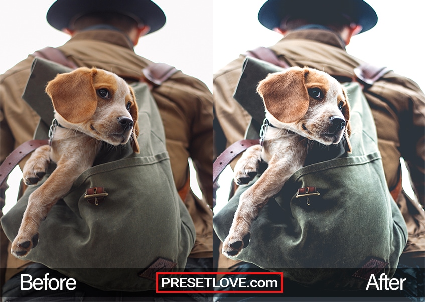 An outdoor shot of a beagle puppy in a backpack