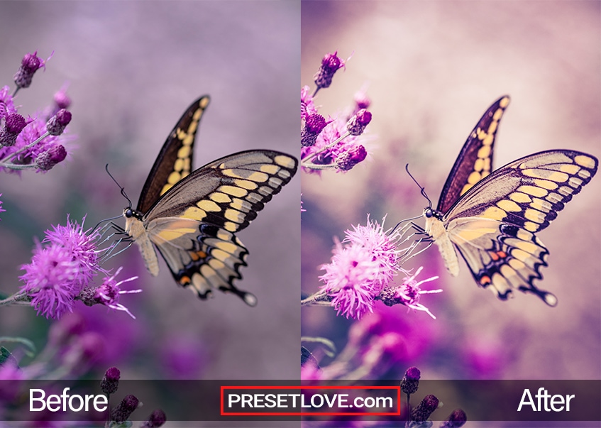 Butterflies preset - swallowtail butterfly