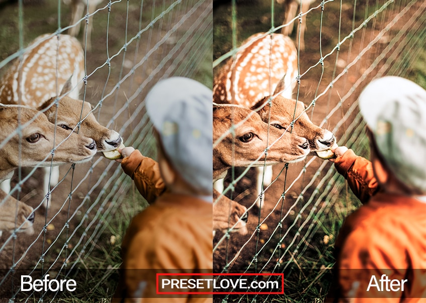 Wildlife Preset deer feeding