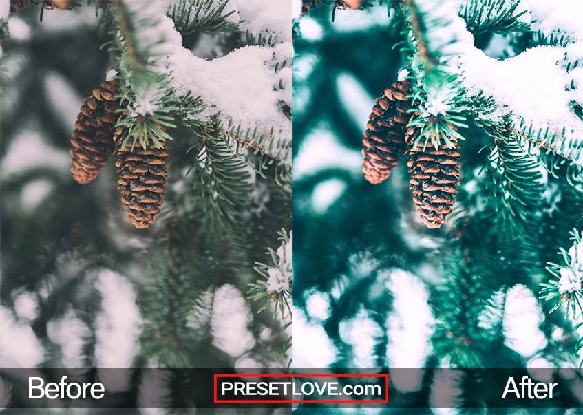 Winter Holidays Preset - snowy pine