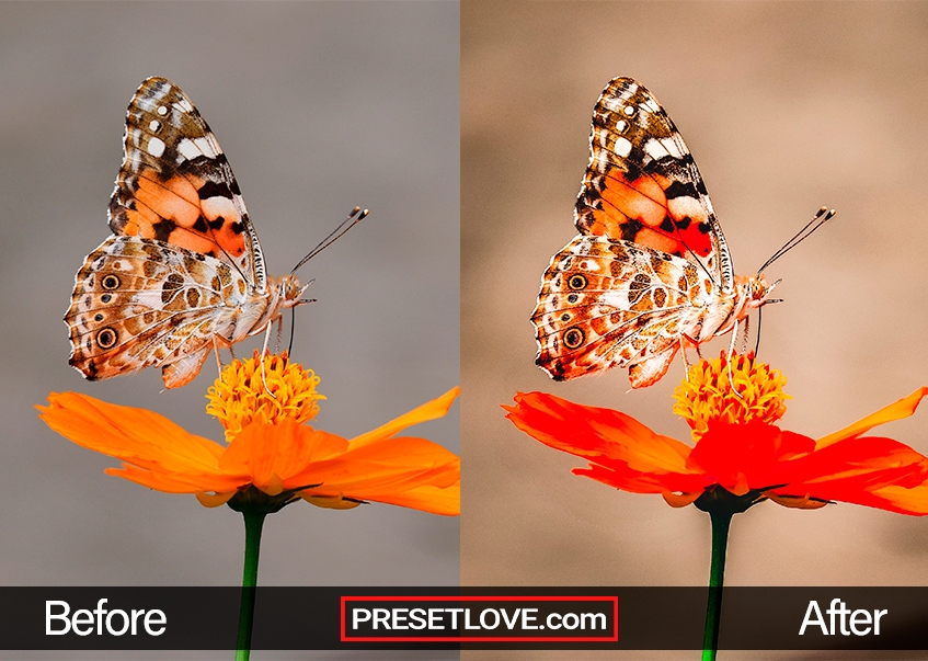 Macro Preset - rose butterfly