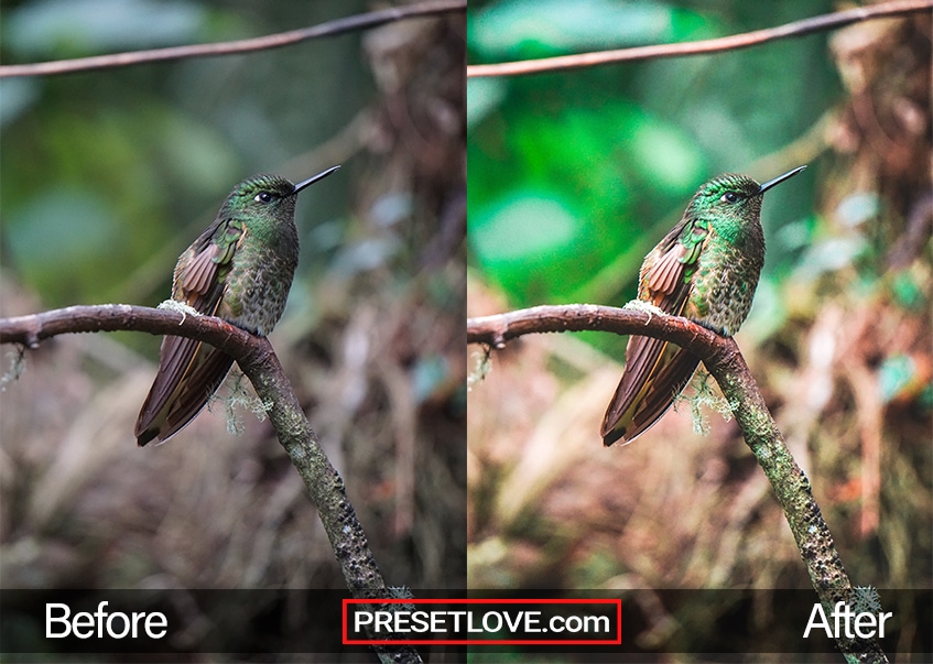 Exotic Trip Preset - humming bird