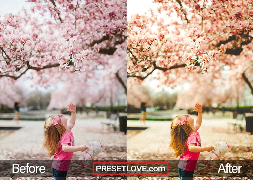 Cherry Blossom Lightroom Mobile Preset Photography Pink Blogger Photo Preset Rose Preset Travel Presets