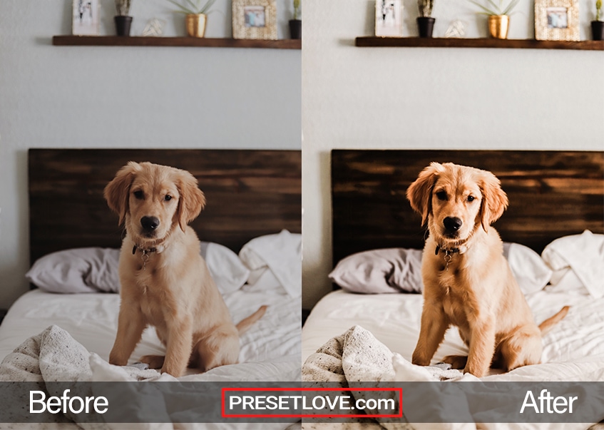 A golden retriever puppy on a soft white bed