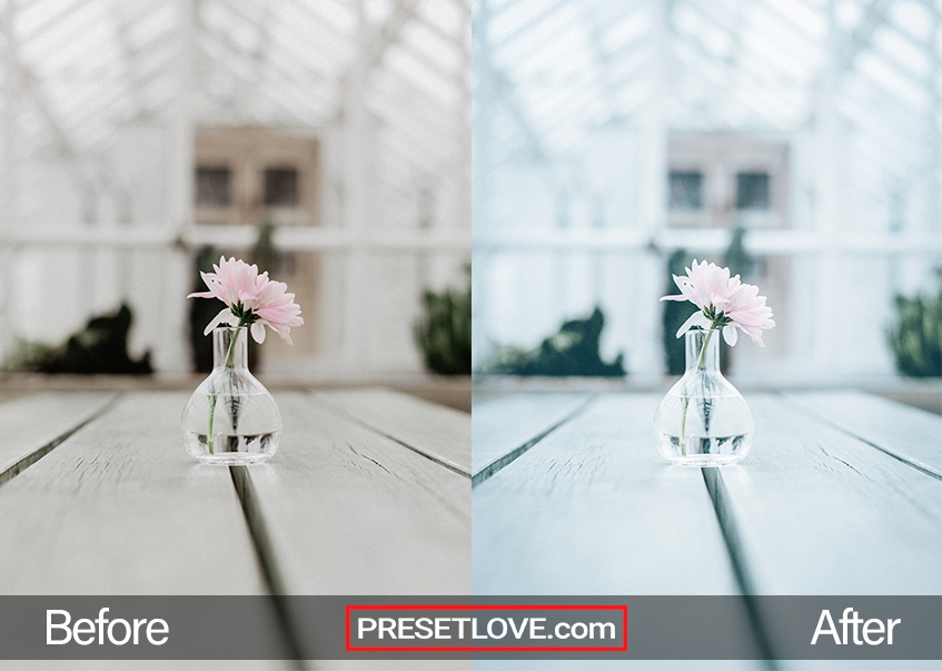 A soft photo of a single flower in a glass vase