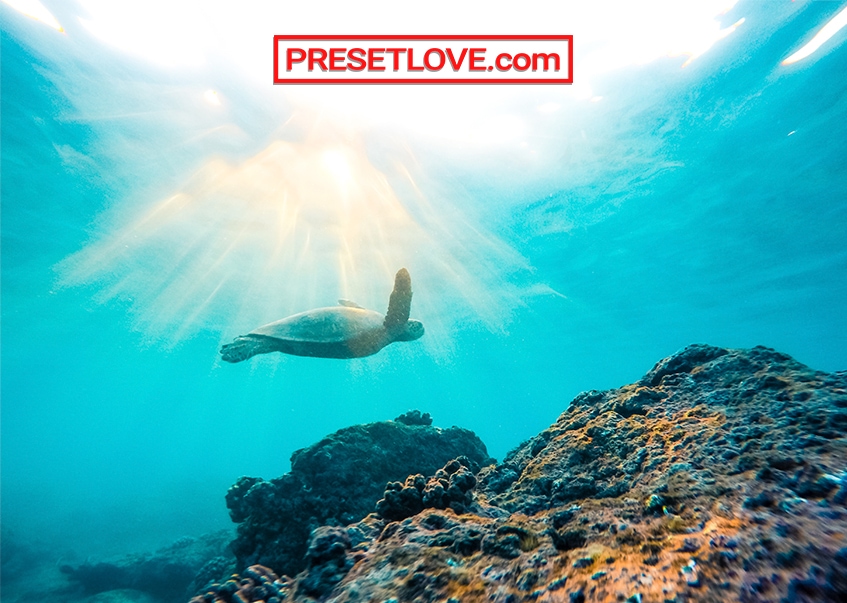 A bright photo of a sea turtle underwater enhanced by a Lightroom Preset by PresetLove