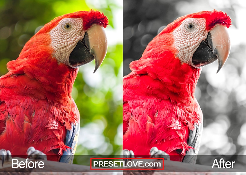 A photo of a scarlet Macaw parrot with a gray background