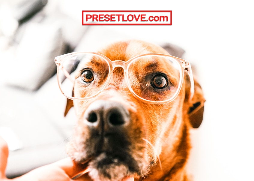 A bright and vibrant photo of a brown dog wearing eyeglasses, with an indoor pet preset applied