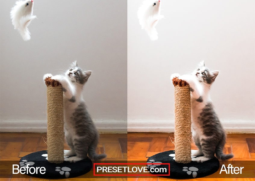 A bright and vibrant photo of a gray and white kitten playing with a feather toy