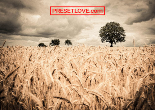 An artistic photo of a wheat field with few trees