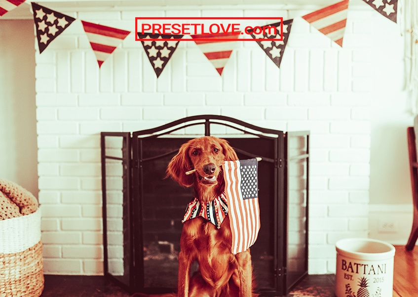 A brown dog carrying a US flag in its mouth