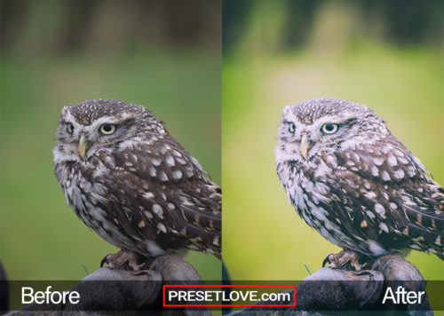 Beak Lens | Download FREE Nature Lightroom Preset