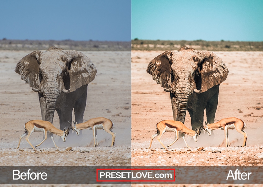 Wildlife Preset elephant