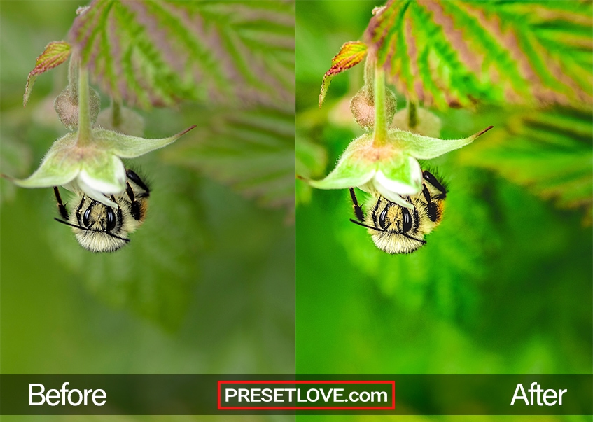 A macro spring Lightroom preset applied on a photo of a bee on a flower.