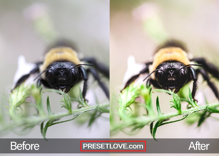 A vibrant Macro photo of a bee