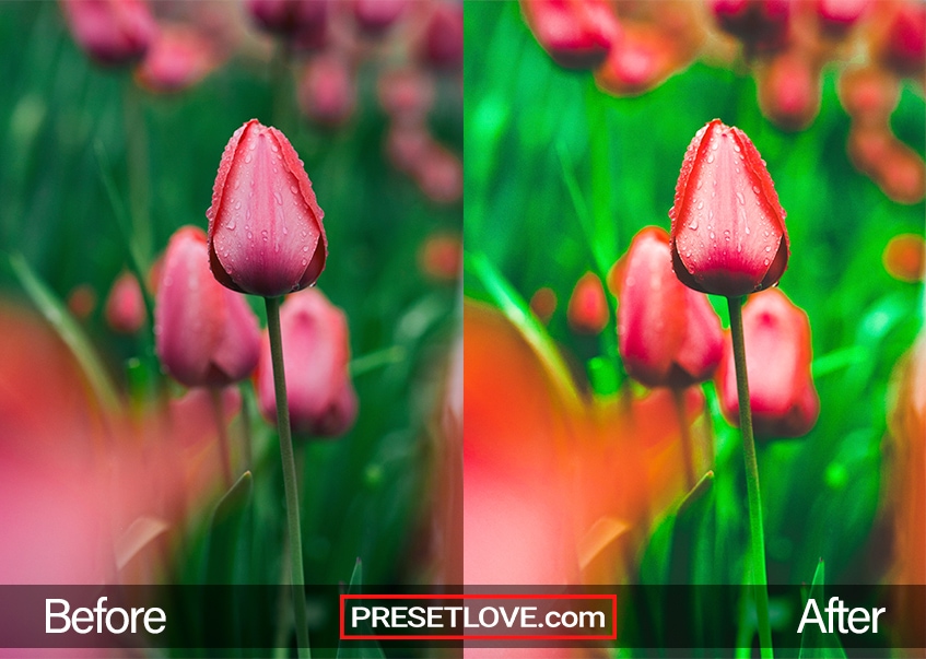 Celebrate Spring with Spring Flowering Preset - Before and After Comparison Image by PresetLove