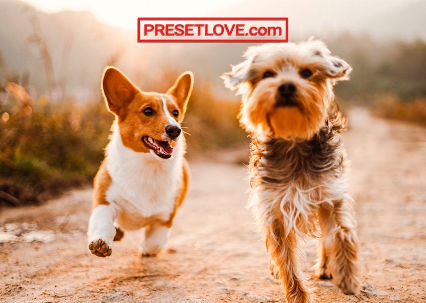 A warm and vibrant photo of a corgi and a terrier, with a dog preset applied