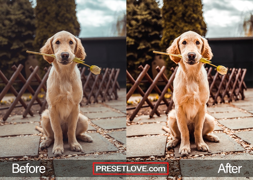 A golden retriever sitting down while carrying a long-stem flower