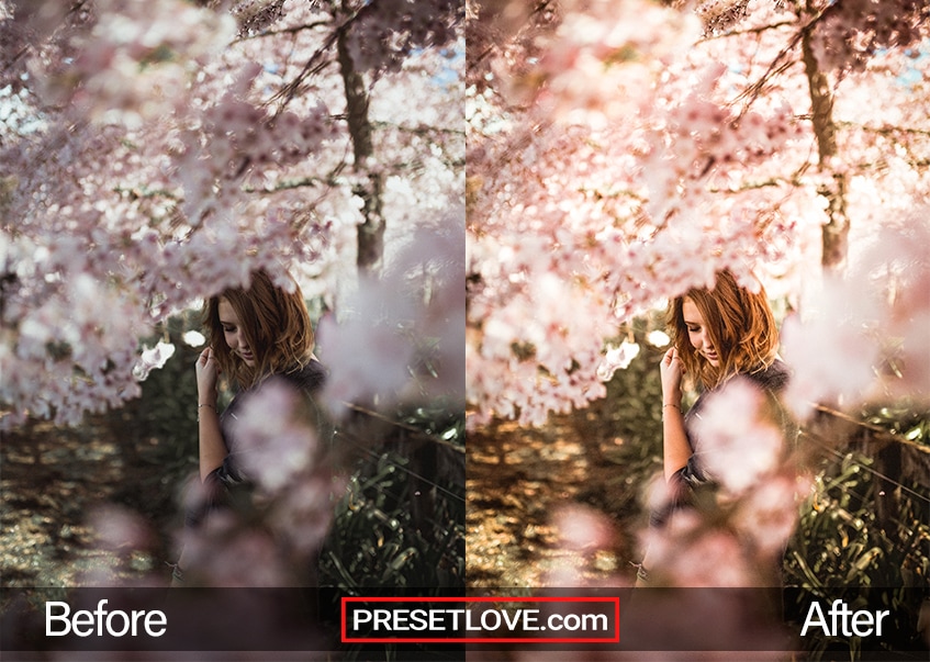 Photo of a woman surrounded by cherry blossoms, with a warm Lightroom preset applied