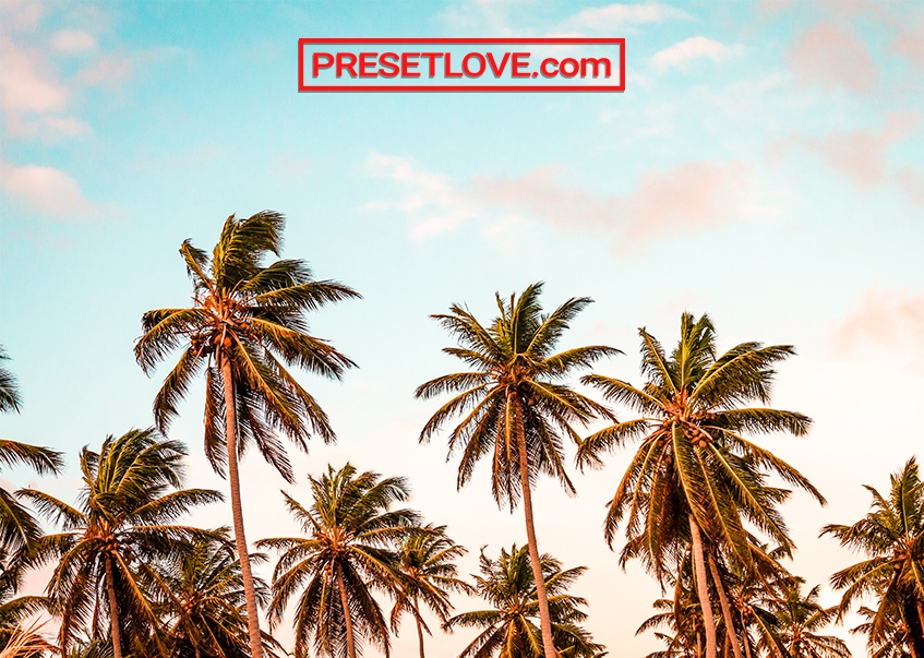 Download Good Vibe Tropical Summer Aesthetic Wallpaper