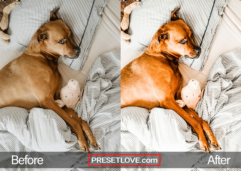A bright and vibrant photo of a brown dog in bed