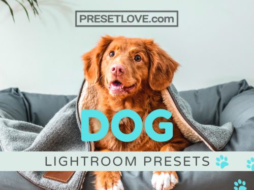 Free Dog Lightroom Presets by PresetLove - Pet Photography, Dog Photography